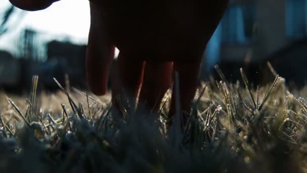 The male hand touches to a frosty grass on a background light of the morning sun — Stock Video