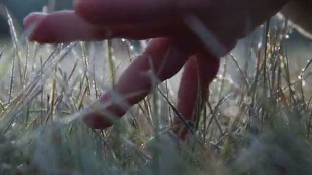 Die männliche Hand berührt ein frostiges Gras auf einem Sonnenhintergrund — Stockvideo