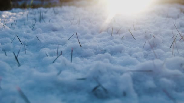 Снег на траве вечером — стоковое видео