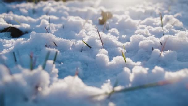 Luz solar na neve no gramado — Vídeo de Stock