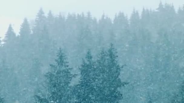 Le bois de neige, tombe la neige — Video