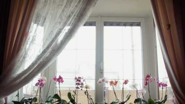 Flores de orquídea en un alféizar de ventana — Vídeo de stock