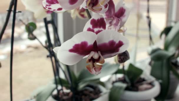 Orchideenblumen auf der Fensterbank — Stockvideo