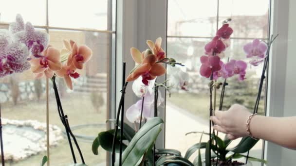 Женские спреи удобряют орхидеи в окно — стоковое видео