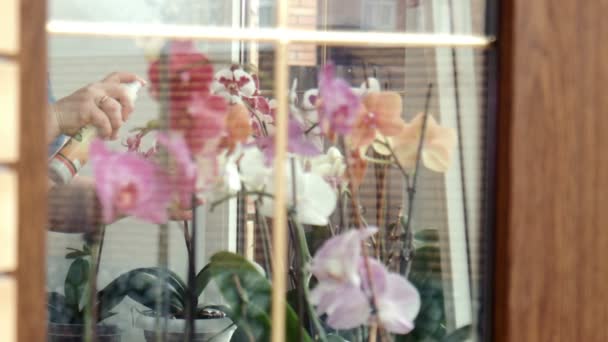 Kvinnliga spraymedel befrukta orkidéer på ett fönster — Stockvideo