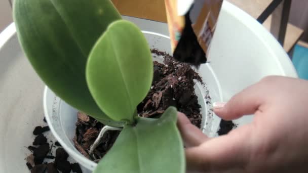 La donna versa il terreno in una pentola di orchidea — Video Stock