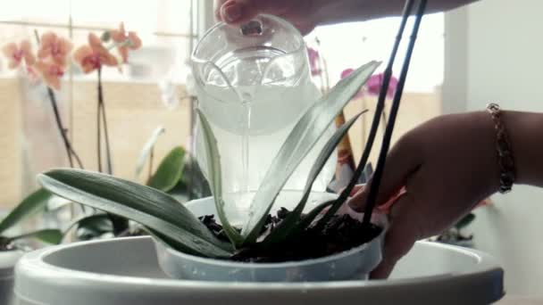 Женщина льет воду на орхидею — стоковое видео