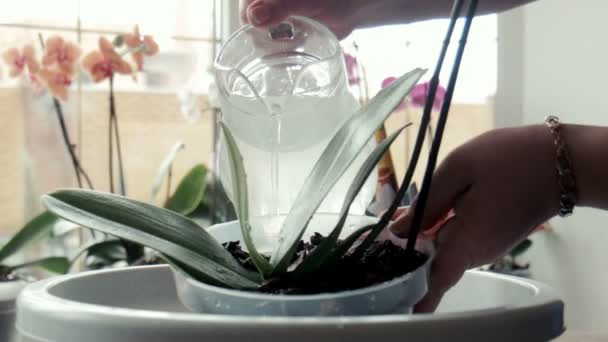 A woman pours water on orchid — Stock Video