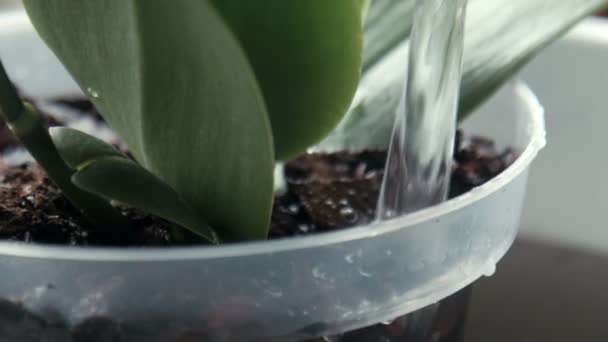 Una mujer derrama agua sobre la orquídea — Vídeo de stock