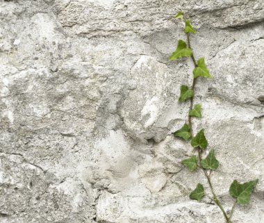 Duvara tırmanma bitki