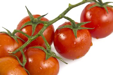 Beyaz arka plan üzerinde izole bir asma üzerinde domates