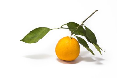 Beyaz arkaplanda turuncu izole edilmiş