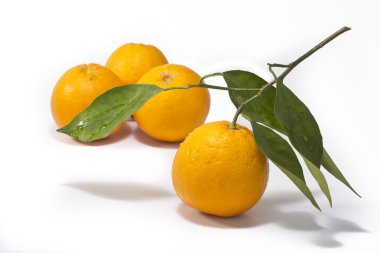 Portakallar beyaz arkaplanda izole edilmiş