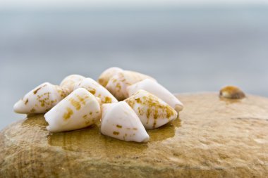 Sahilde deniz kabukları