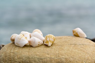 Sahilde deniz kabukları