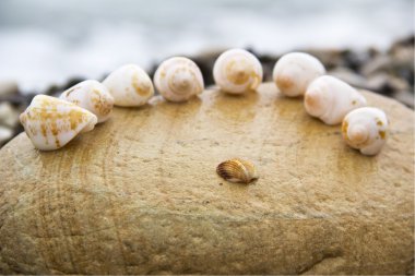 Sahilde deniz kabukları