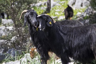 bir grubu otlayan üzerinde keçi