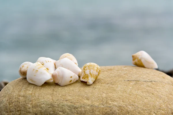Sahilde deniz kabukları