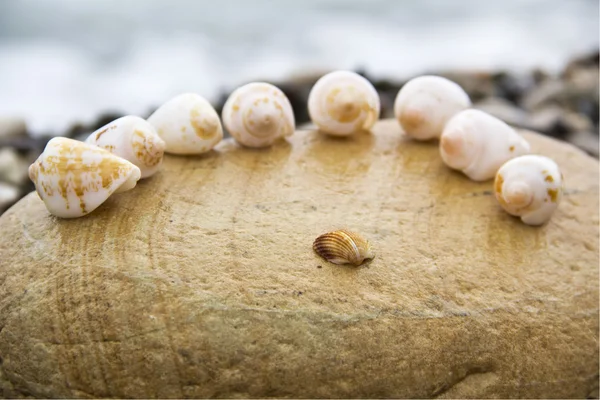 Sahilde deniz kabukları