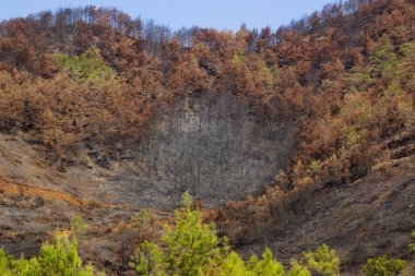 tehlikeli orman yangınları insan yanlışlıkla