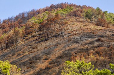 doğal afet orman yangınları