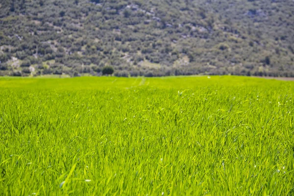 Fält av grönt gräs — Stockfoto