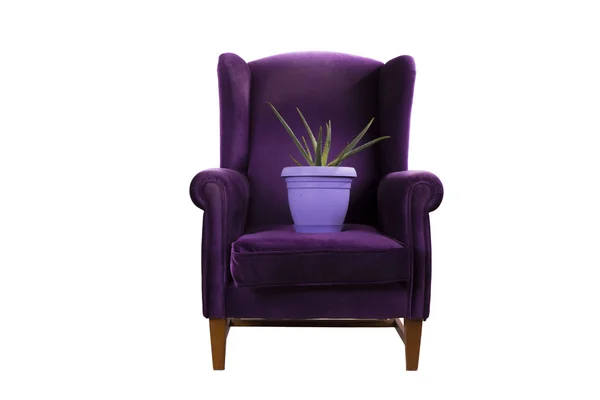 Cactus aleo vera in flower pot on armchair — Stock Photo, Image