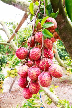 taze lychee lychee orchard ağaç üzerinde