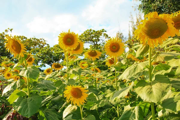 Field of blooming sunflower with blue sky — Stock Photo, Image