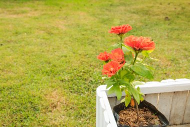 Sabah, arka planda Bahçe bahar renkli çiçek.