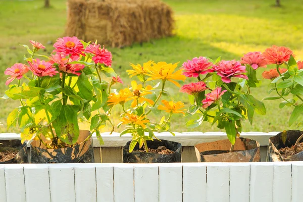 Printemps fleur colorée le matin, jardin en arrière-plan . — Photo