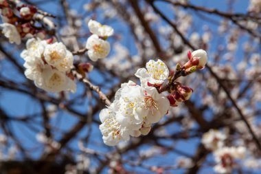 İlkbaharda açan kayısı ağacı
