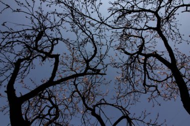 Bir ağacın dalları gökyüzüne karşı