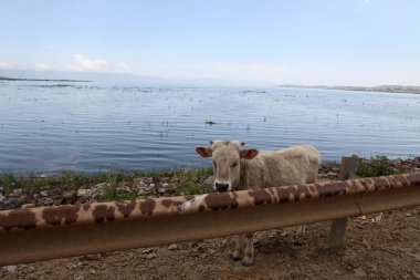 Sahildeki inekler