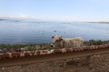 Sahildeki inekler