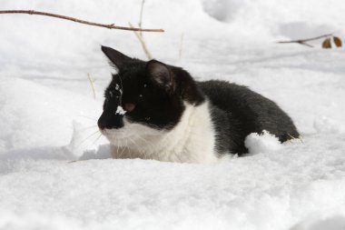 Karda siyah beyaz kedi