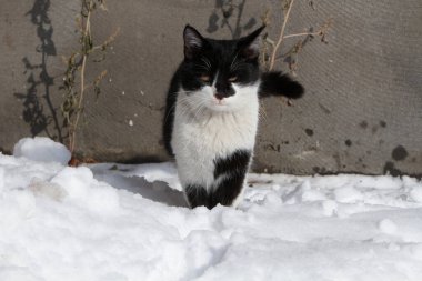 Karda siyah beyaz kedi