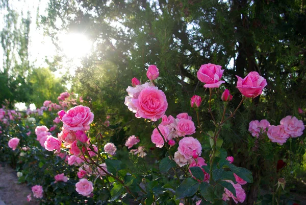 Rosa Rosen Garten — Stockfoto
