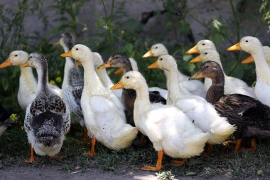 Ördekler köyde bir grup halinde yürür.
