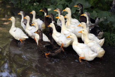 Ördekler köyde bir grup halinde yürür.