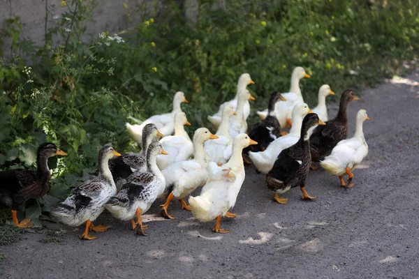 Ördekler köyde bir grup halinde yürür.