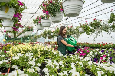 Sera işçisi, serasında apron sulama bitkilerinde çalışıyor. Güzellik yaratan her gün sıkı çalışma