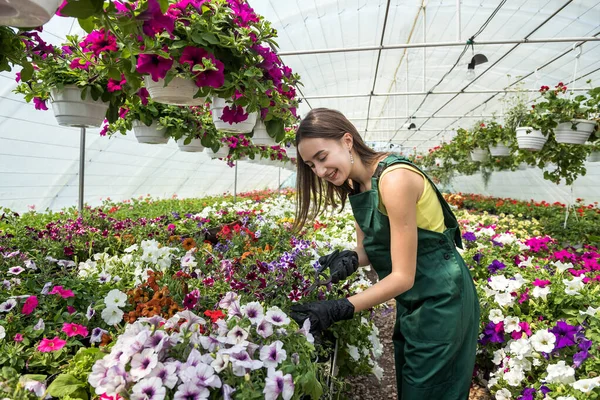 Bonito Vivero Femenino Que Trabaja Con Flores Hermoso Invernadero Brillante —  Fotos de Stock