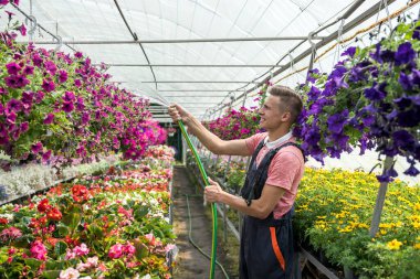 Çiçekçi suları ve boruları endüstriyel serada farklı renkte çiçekler.