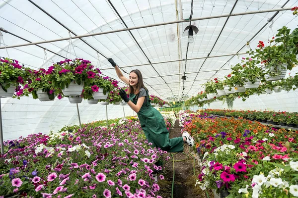 portrait of female nursery who working  with  flowers in the beautiful bright  greenhouse in sunny day