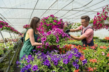 İki genç sera sahibi satılık olarak yetiştirilen çiçeklerle ilgilenir. Yaşam biçimi