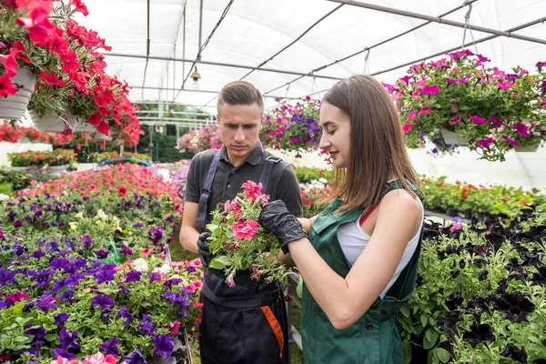 two happy gardeners in aprons work with flowers plants in the nature greenhouse garden. Spring season