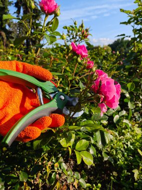 Çiçek açan pembe güller üzerine romantik yaz ışığı. Bir bahçıvanın onlara özenle bakması gibi yumuşak altın bir ışık çiçek açan pembe güllerin üzerine düşer.