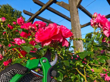 Eldivenli eller, güneşli bir bahçede yeşil budama makası kullanarak kırmızı bir gülü dikkatlice kesti.