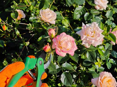 Çiçek açan gül bahçesinde sürdürülebilir bahçe. Sıcak güneş, sürdürülebilirlik ve doğayla bağlantı mesajını artırır..